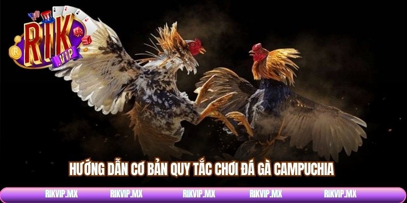 Hướng dẫn cơ bản quy tắc chơi đá gà Campuchia